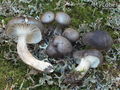 Hygrophorus camarophyllus